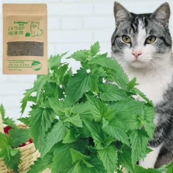 1PC Katė Katžolių Organinės Natūralus Kačių Galvijų Žolės 10g Mentolio Skonio Švarūs Dantys, Sveikos Katės Saldainiai, Žaislai, Pet products